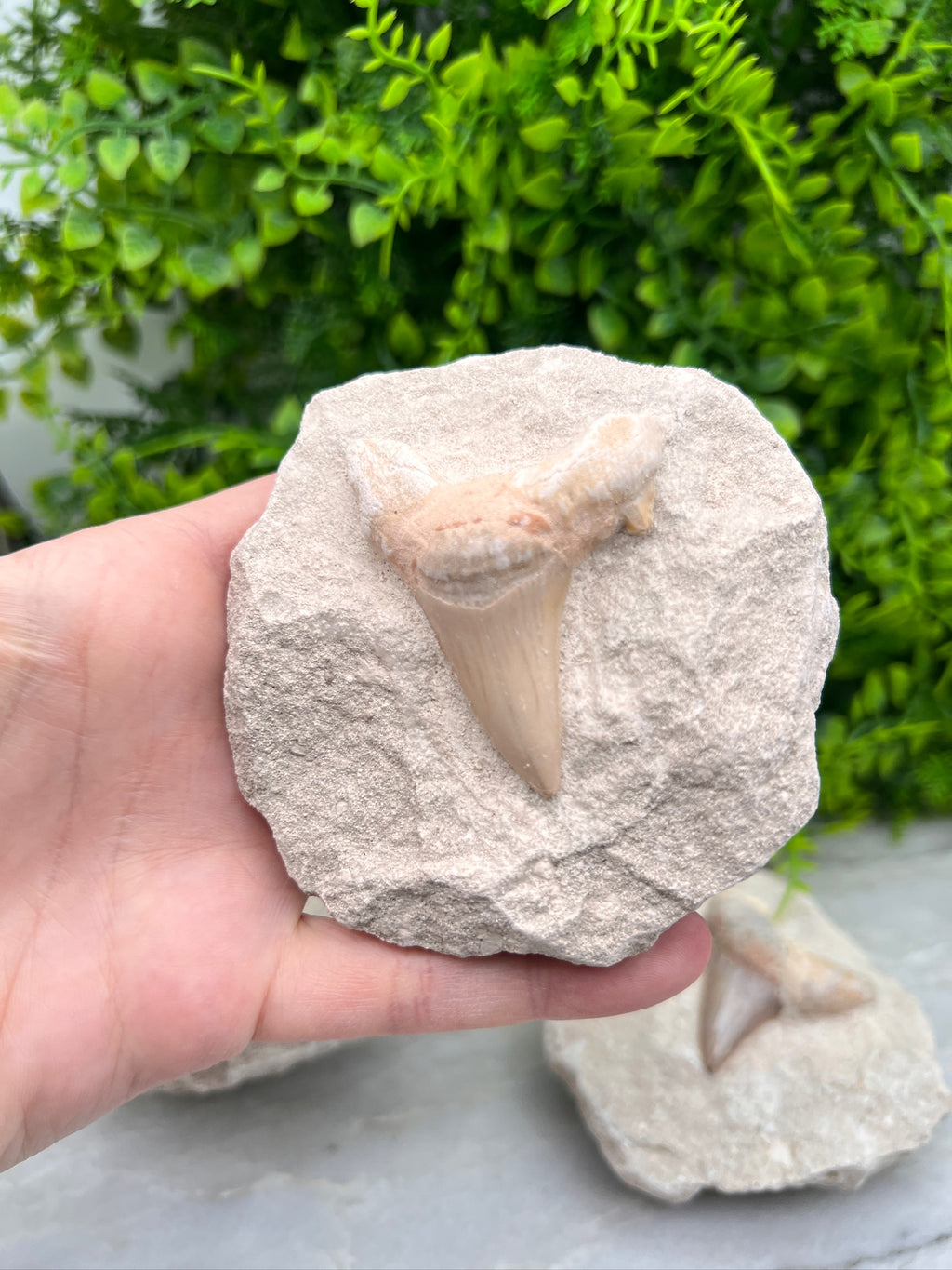 Fossiele Haaientand Otodus (23 miljoen jaar)