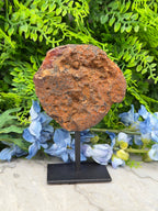 a large, round, brown rock on display, placed on a black stand in front of a backdrop of green foliage and blue flowers.