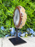 a large, round, brown and white rock with a white center, displayed on a black stand in front of a backdrop of green foliage and blue flowers.