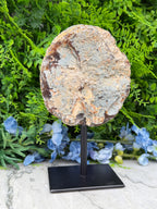 a round, weathered rock or stone on display, placed on a black stand in front of a backdrop of green foliage and blue flowers.