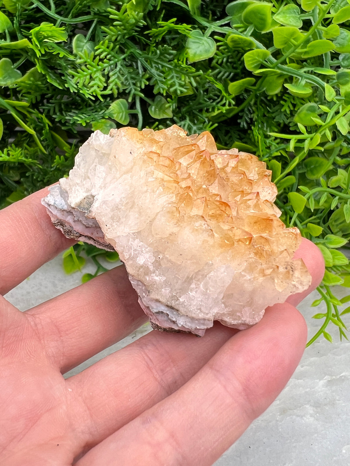 Gebrande Citrien cluster