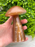 Agaat paddenstoel