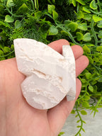 Witte Pluim Agaat 3D-vlinder