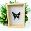 Graphium Weiskei in einer Schachtel von KEY LIME STORE