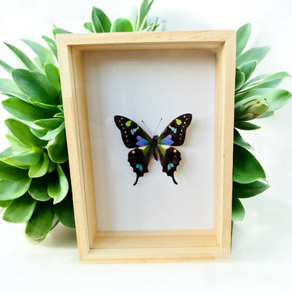 Graphium Weiskei en boîte