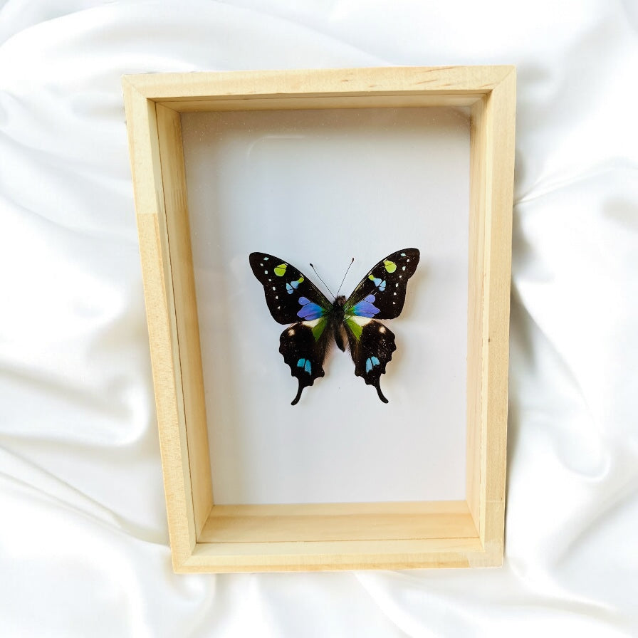 Graphium Weiskei en boîte