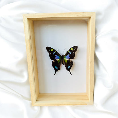 Graphium Weiskei en boîte