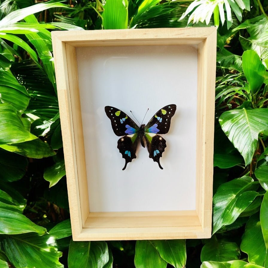 Graphium Weiskei in einer Schachtel von KEY LIME STORE
