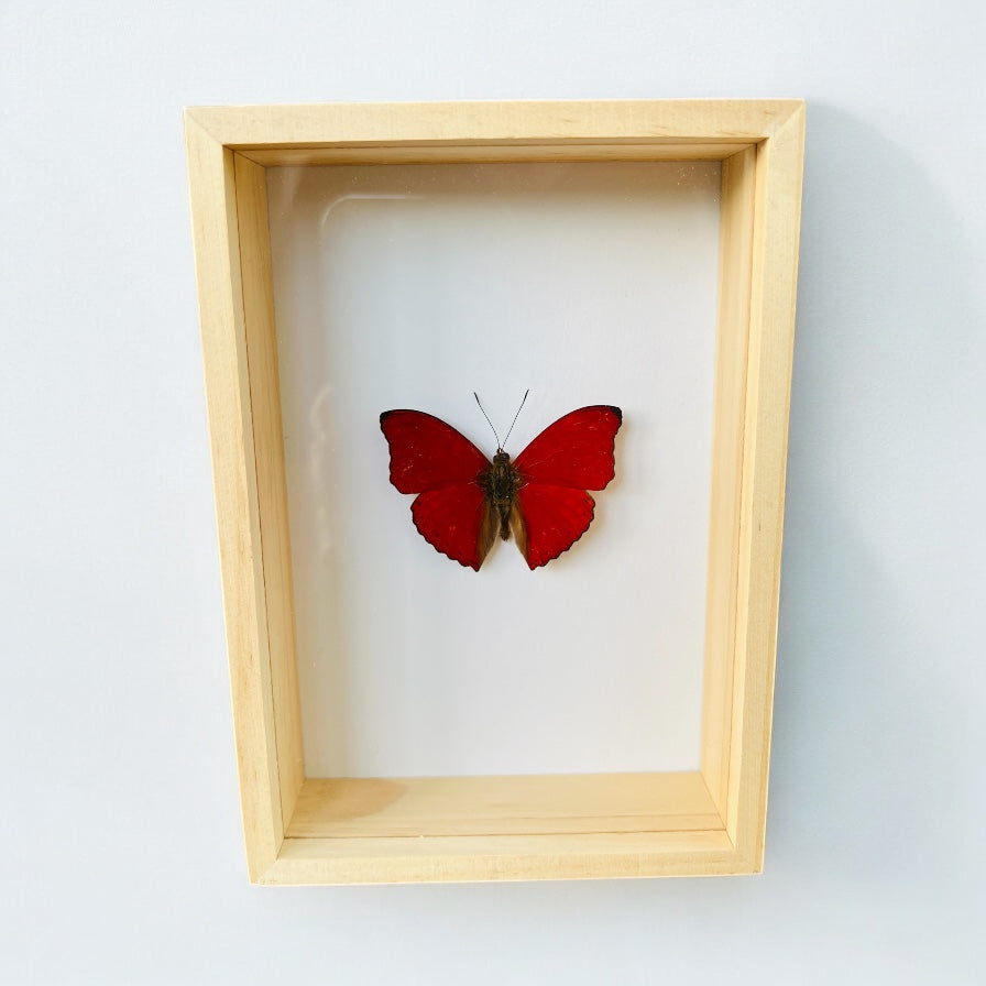 Cymothoe Sangaris in box