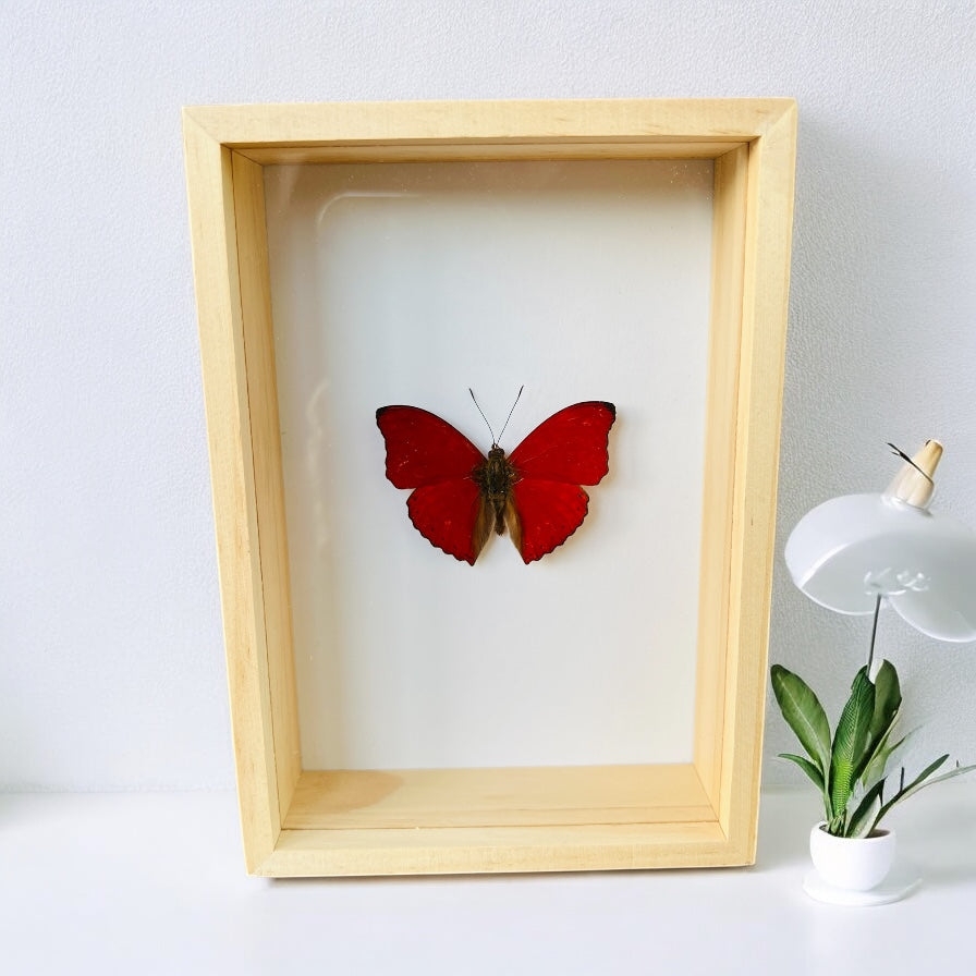 Cymothoe Sangaris in box