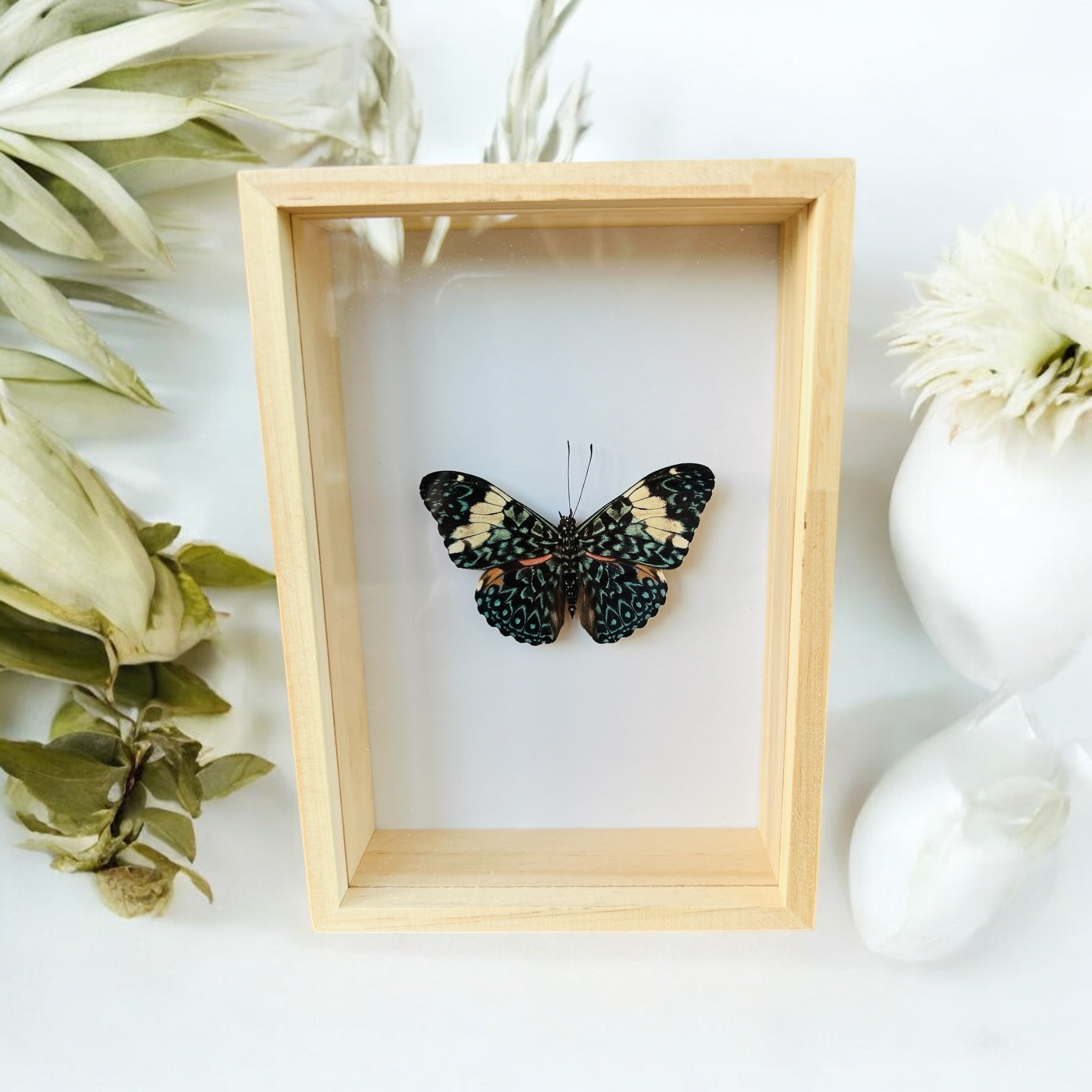 Hamadryas Arinome in box