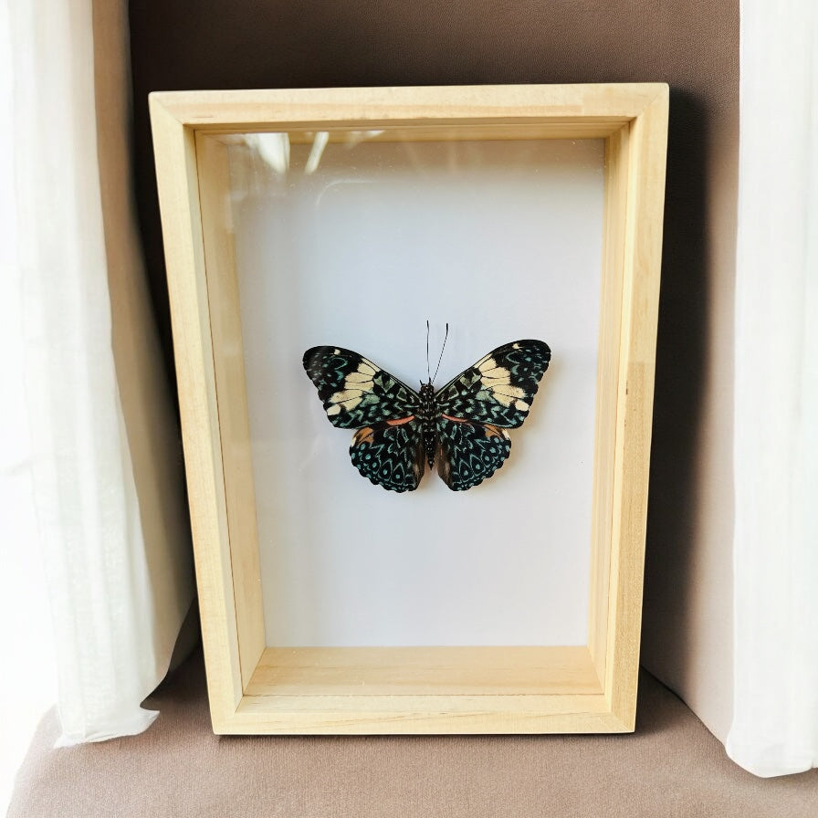 Hamadryas Arinome in box