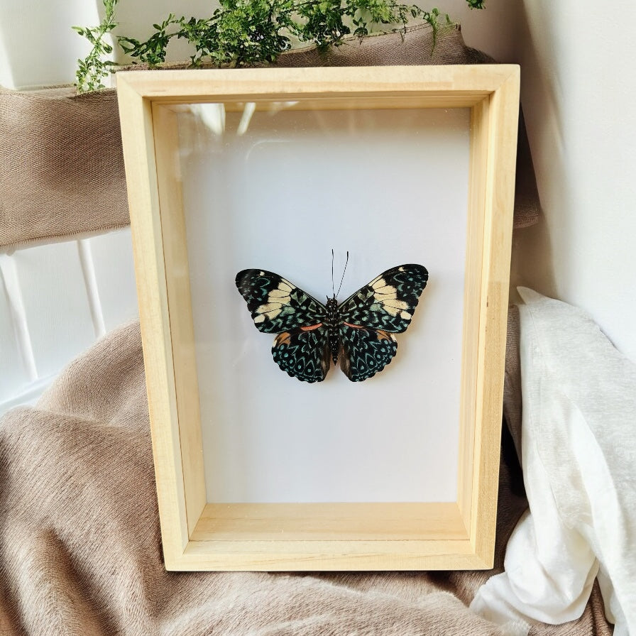 Hamadryas Arinome in box