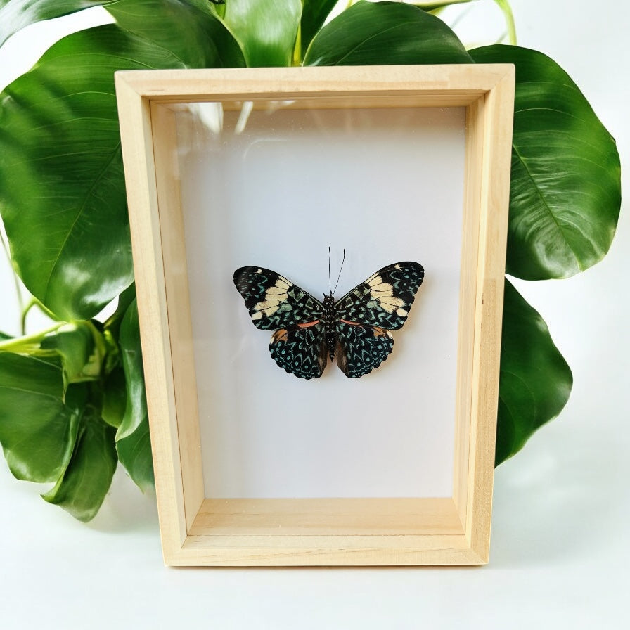 Hamadryas Arinome in box