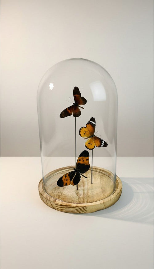 Actinote, Danaus Chrysippus, and Melinaea in a glass dome by KEY LIME STORE