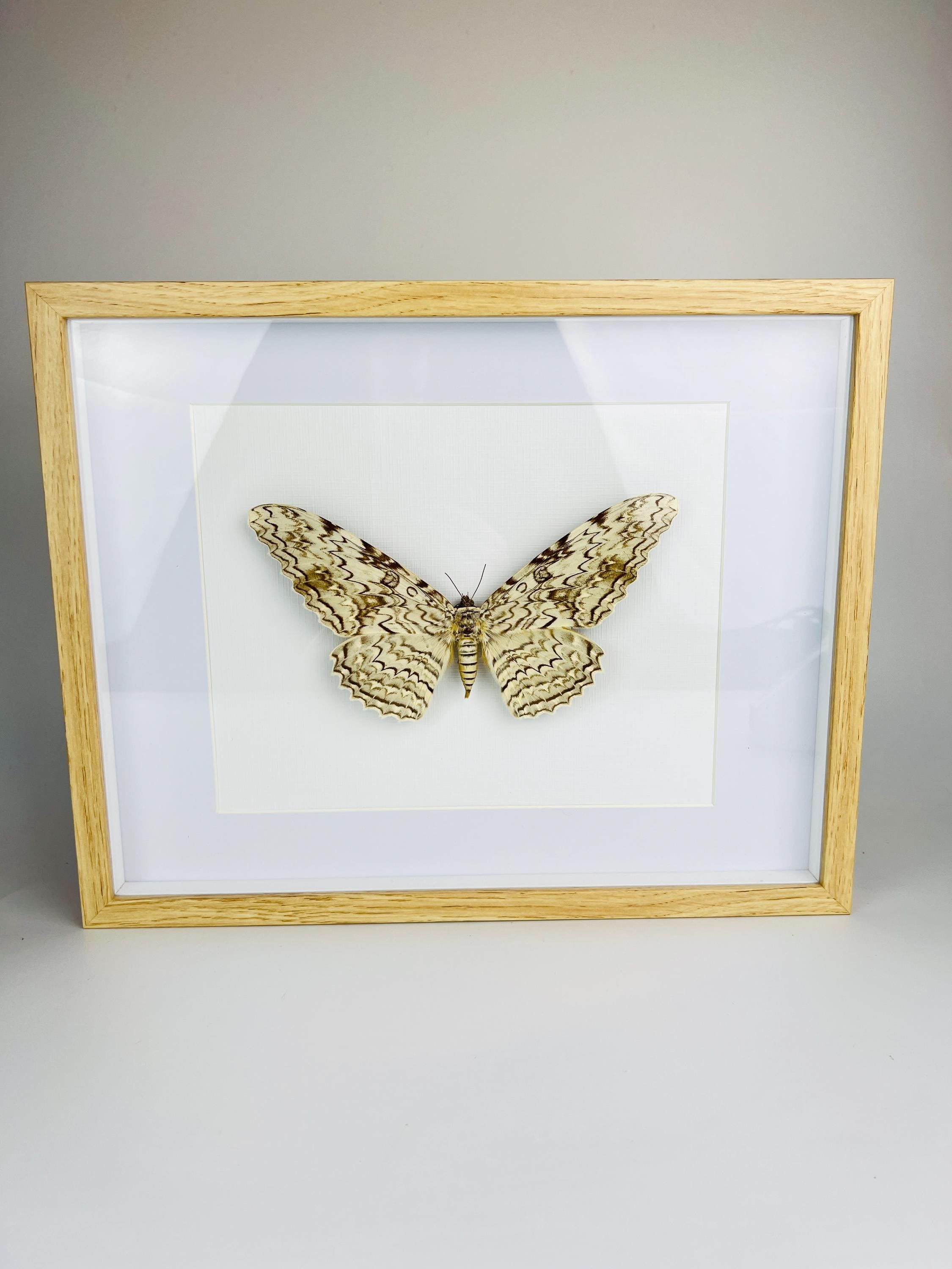 Antieke Thysania Agrippina Mot uit 1968 in lijst (White Witch Moth / Ghost Moth / Great Owlet Moth)