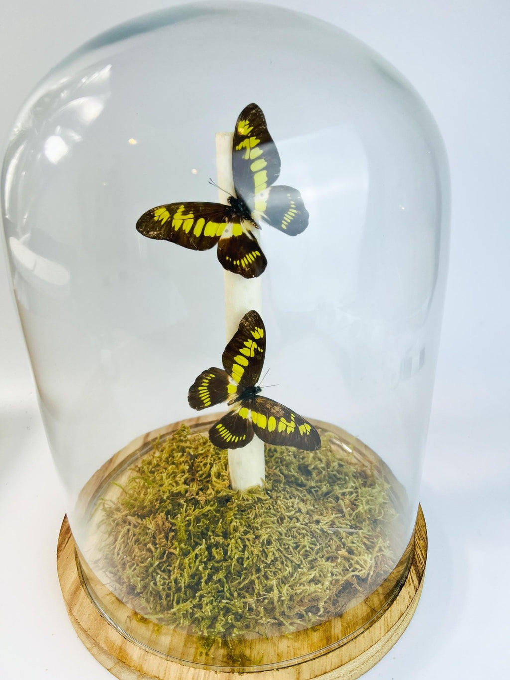 Papilio Latreillianus in einer Glasglocke von KEY LIME STORE