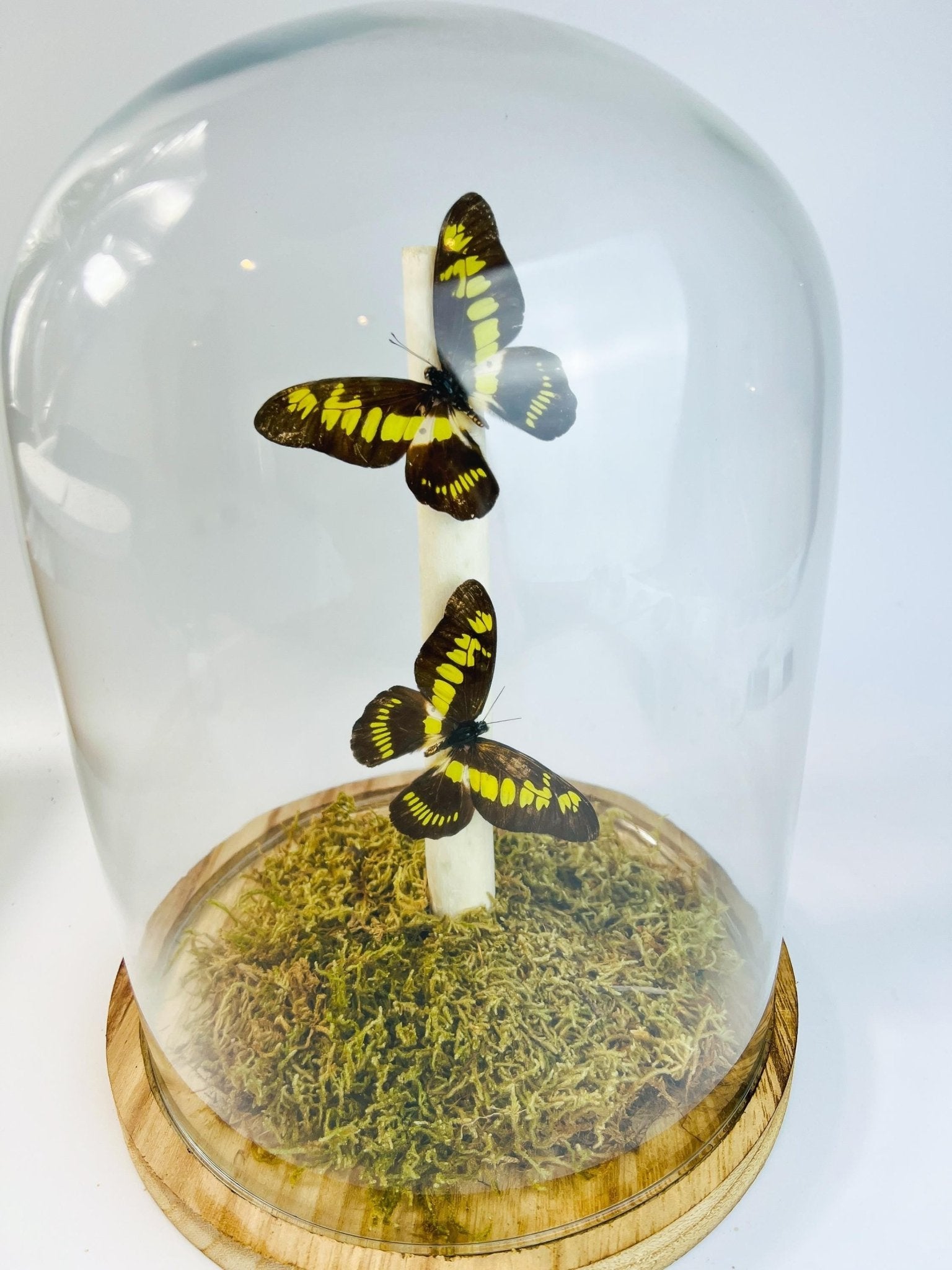 Papilio Latreillianus in einer Glasglocke von KEY LIME STORE