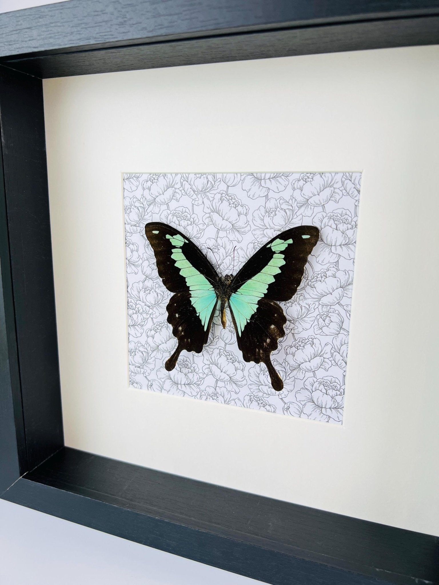 Papilio Phorcas op print in lijst by KEY LIME STORE
