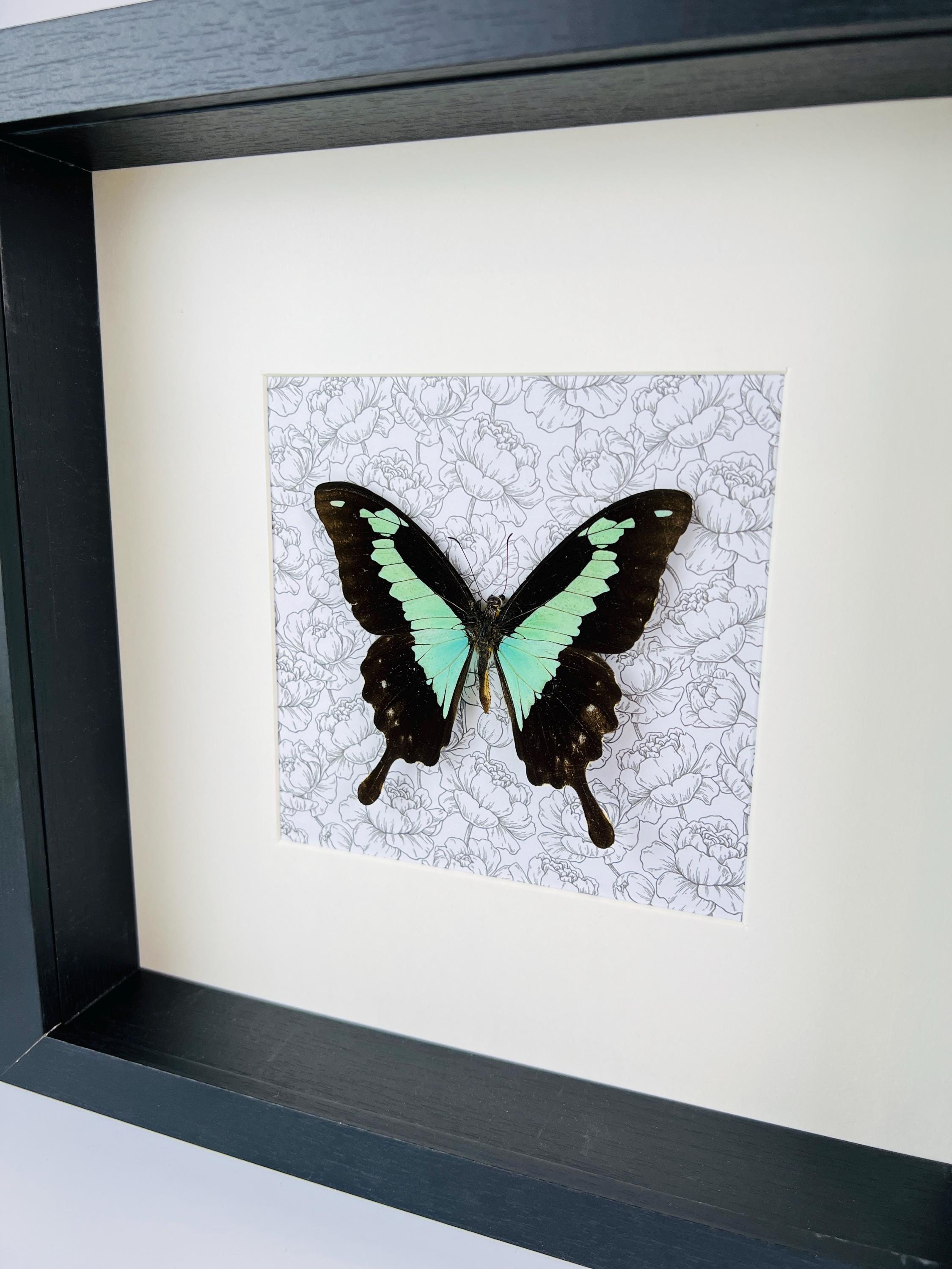 Papilio Phorcas op print in lijst