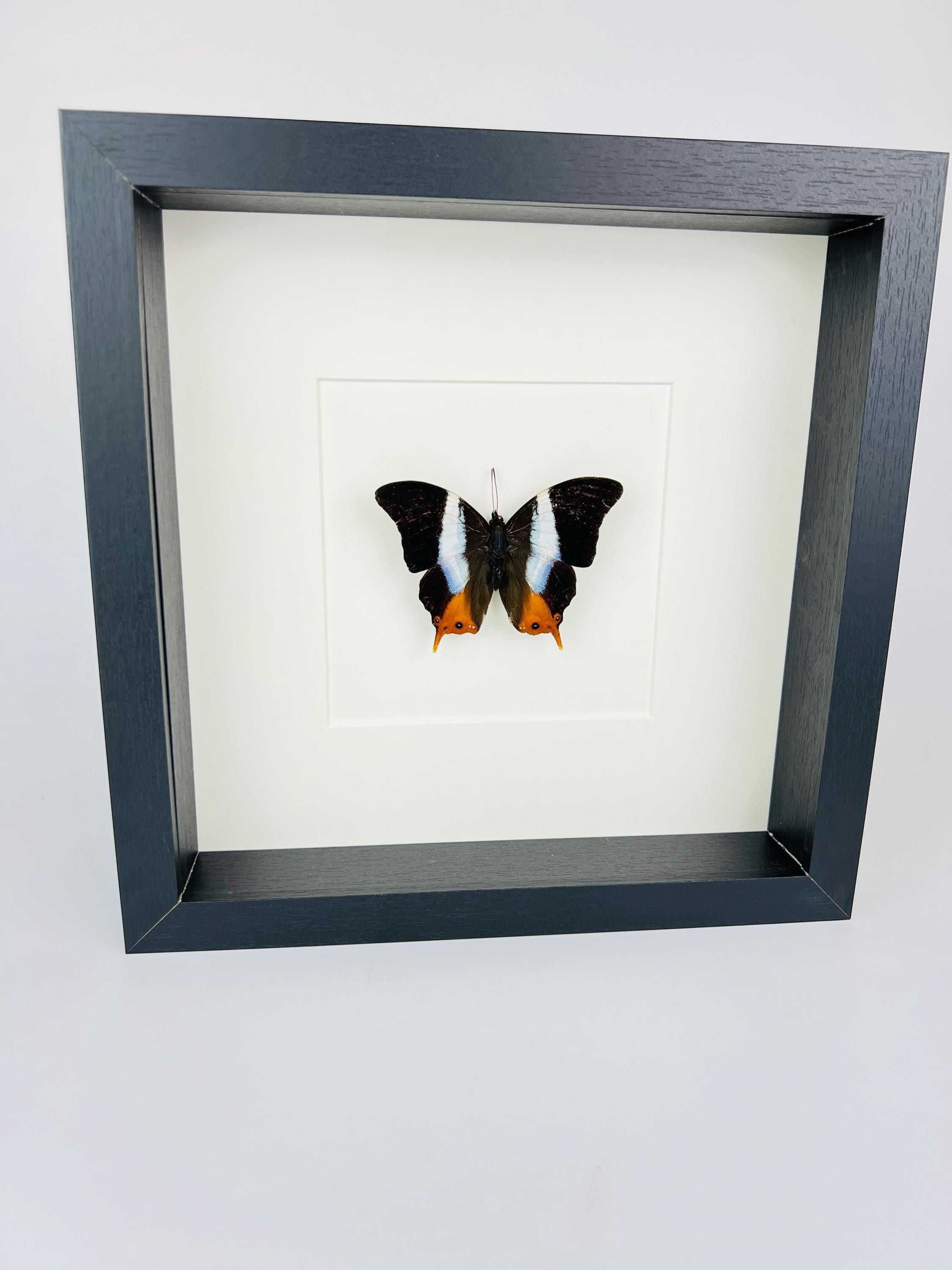 Palla Violinitens in lijst