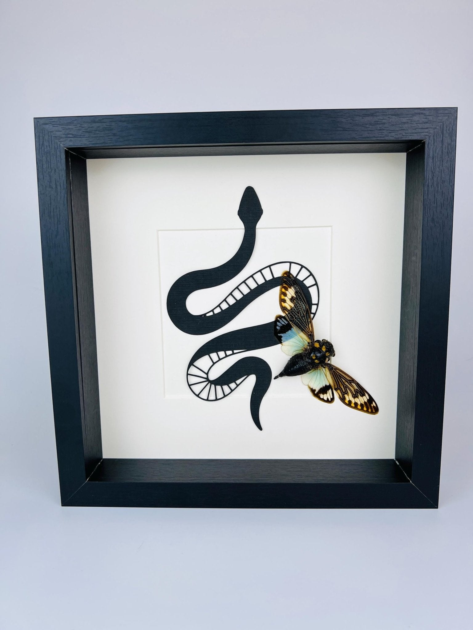 Tosena Splendida Zikade mit Schlangenmuster im Rahmen von KEY LIME STORE