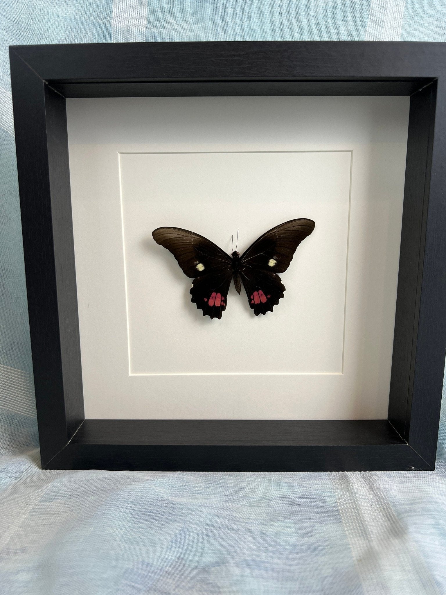Papilio Anchisiades, gerahmt von KEY LIME STORE