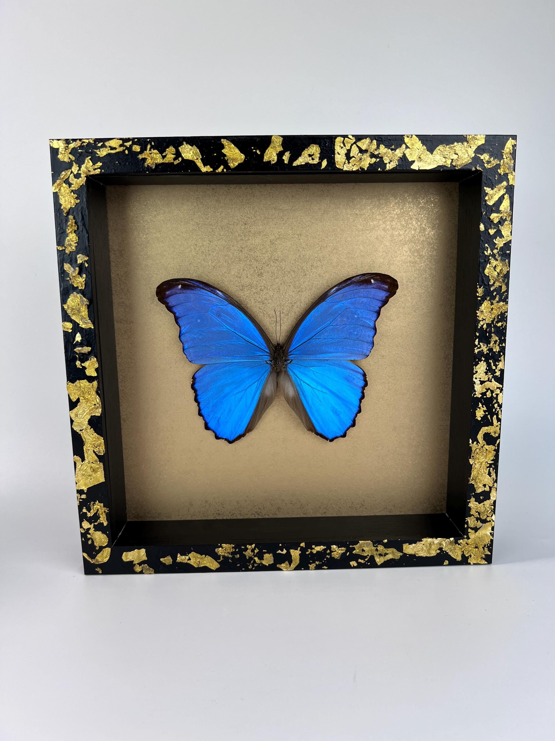 Morpho Didius auf Blattgold, gerahmt