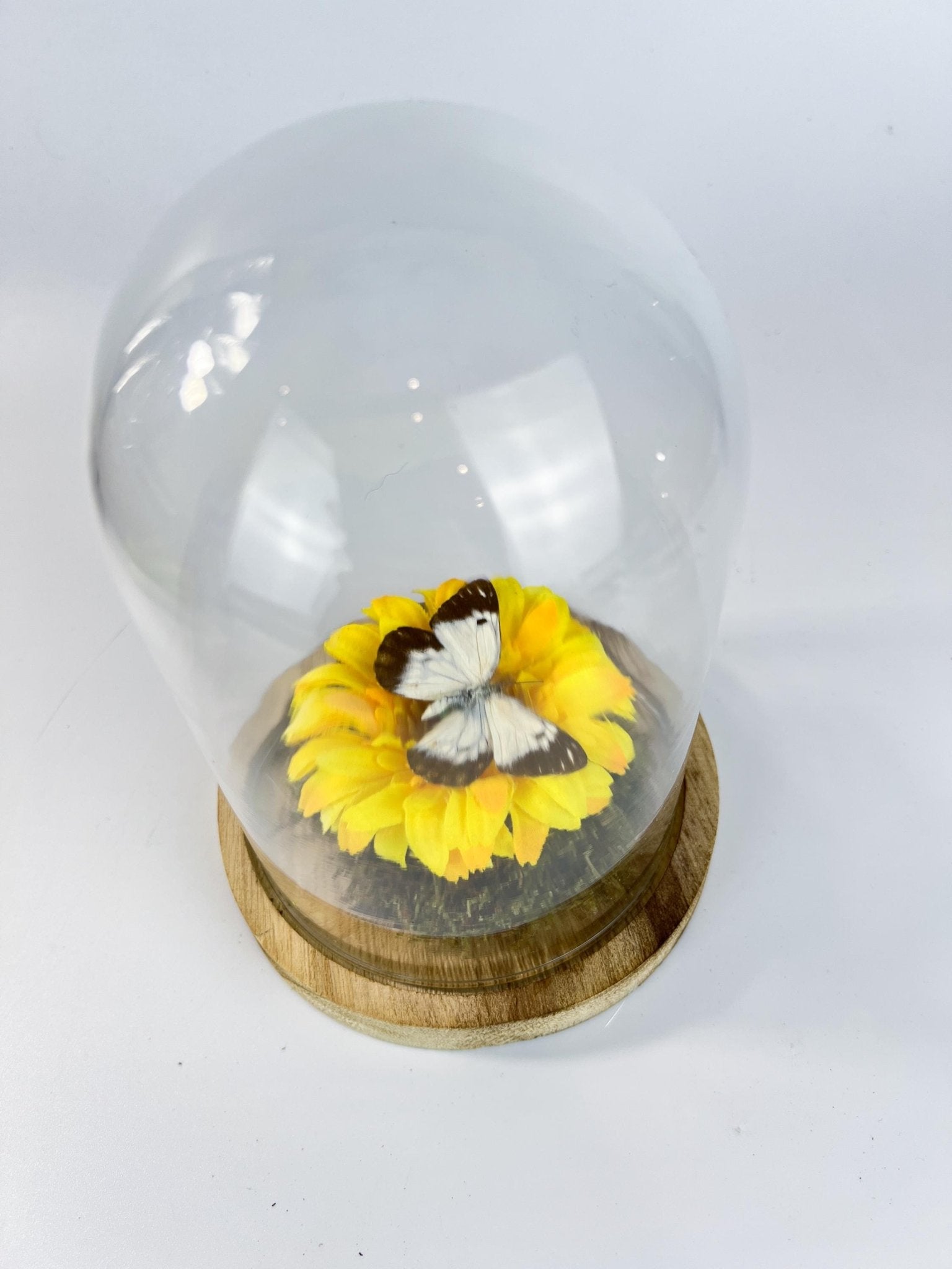 Belenois Java und Stoffblume in einer Glasglocke von KEY LIME STORE