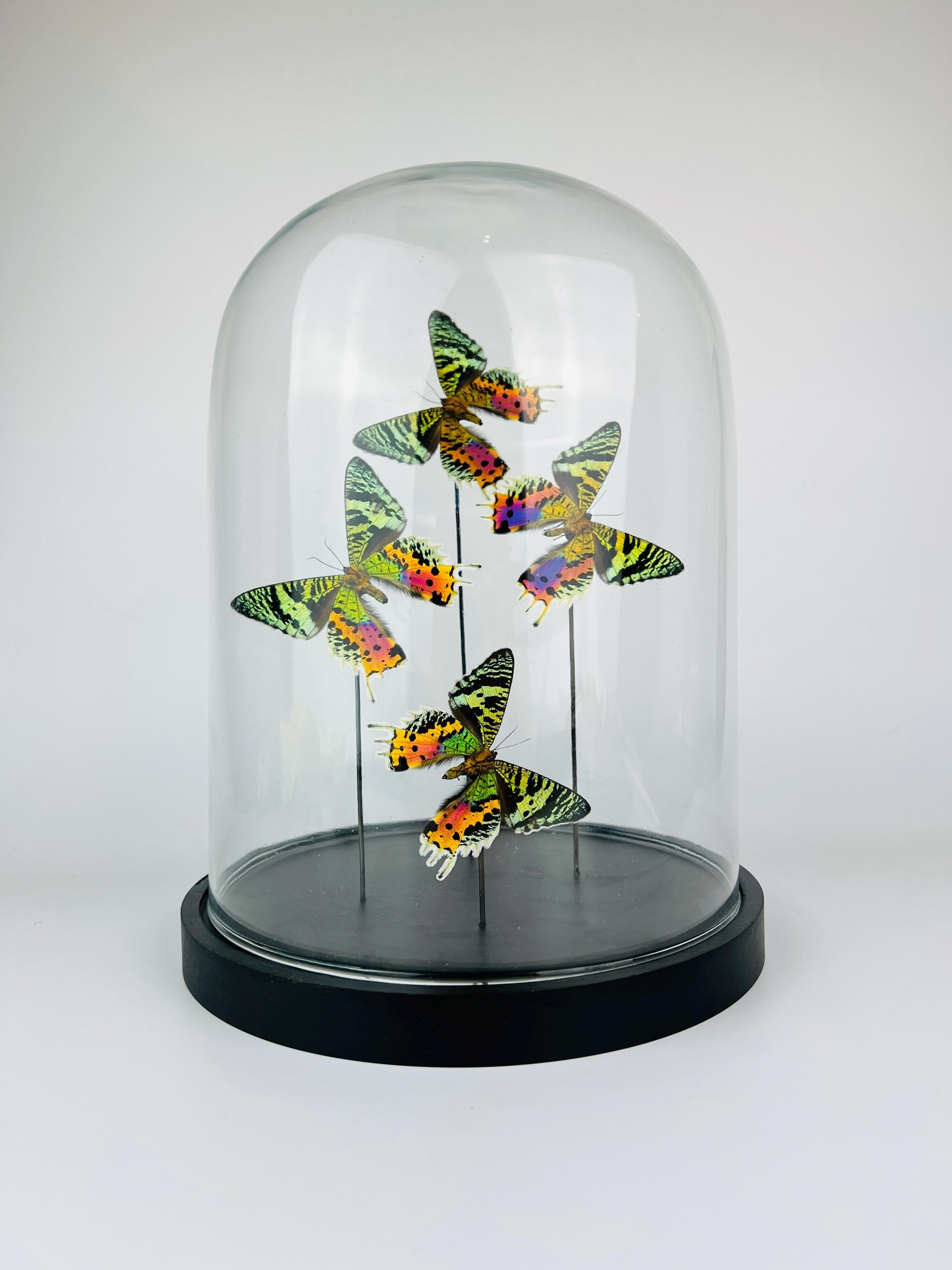 Echte vlinders Urania Ripheus (achterkant) in glazen koepel – 31 x 23 cm (12,2 x 9,1 inch)
