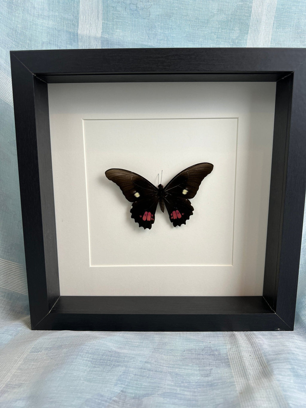 Papilio Anchisiades, gerahmt von KEY LIME STORE