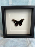 Papilio Anchisiades, gerahmt von KEY LIME STORE