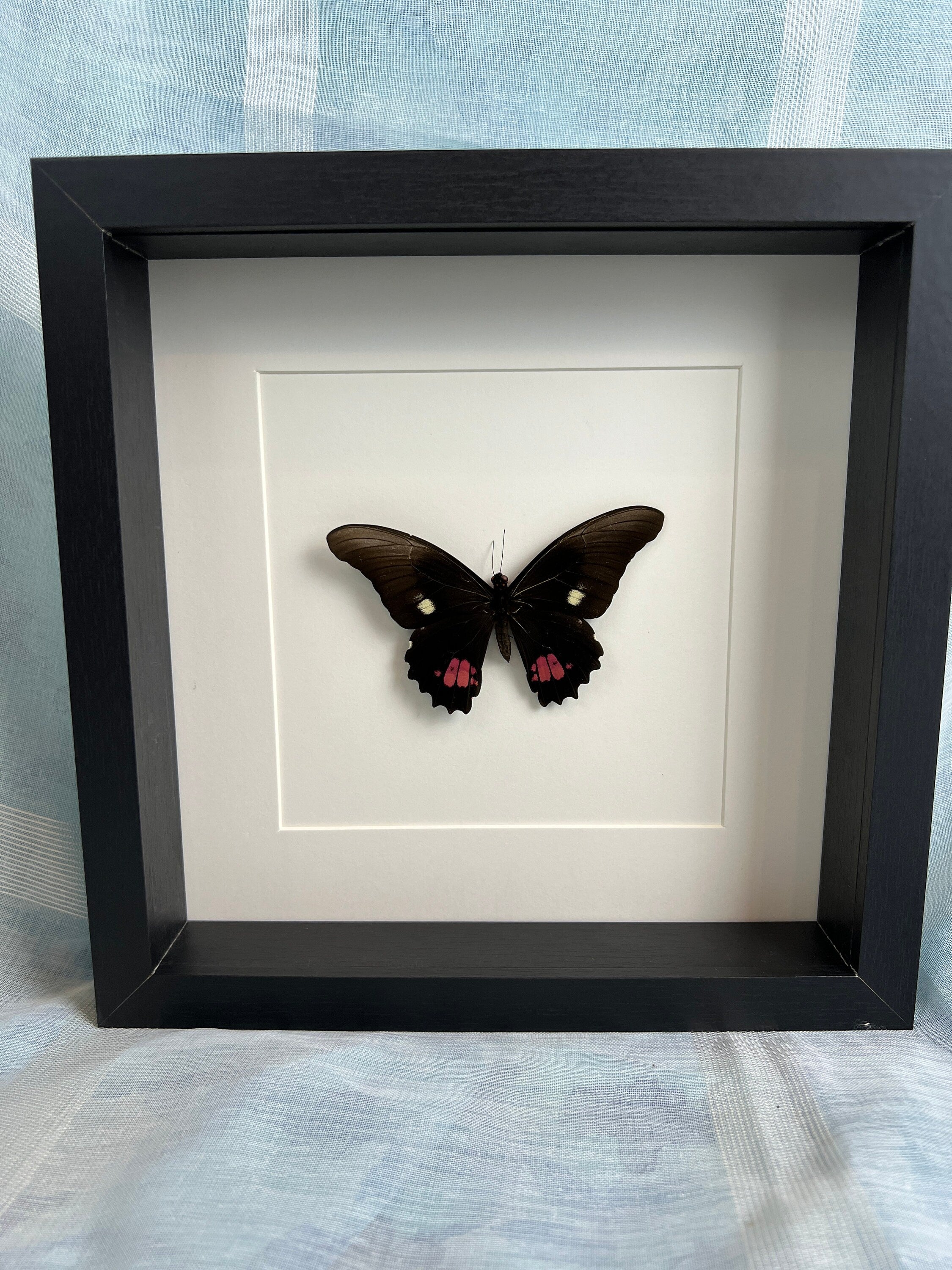 Papilio Anchisiades in lijst