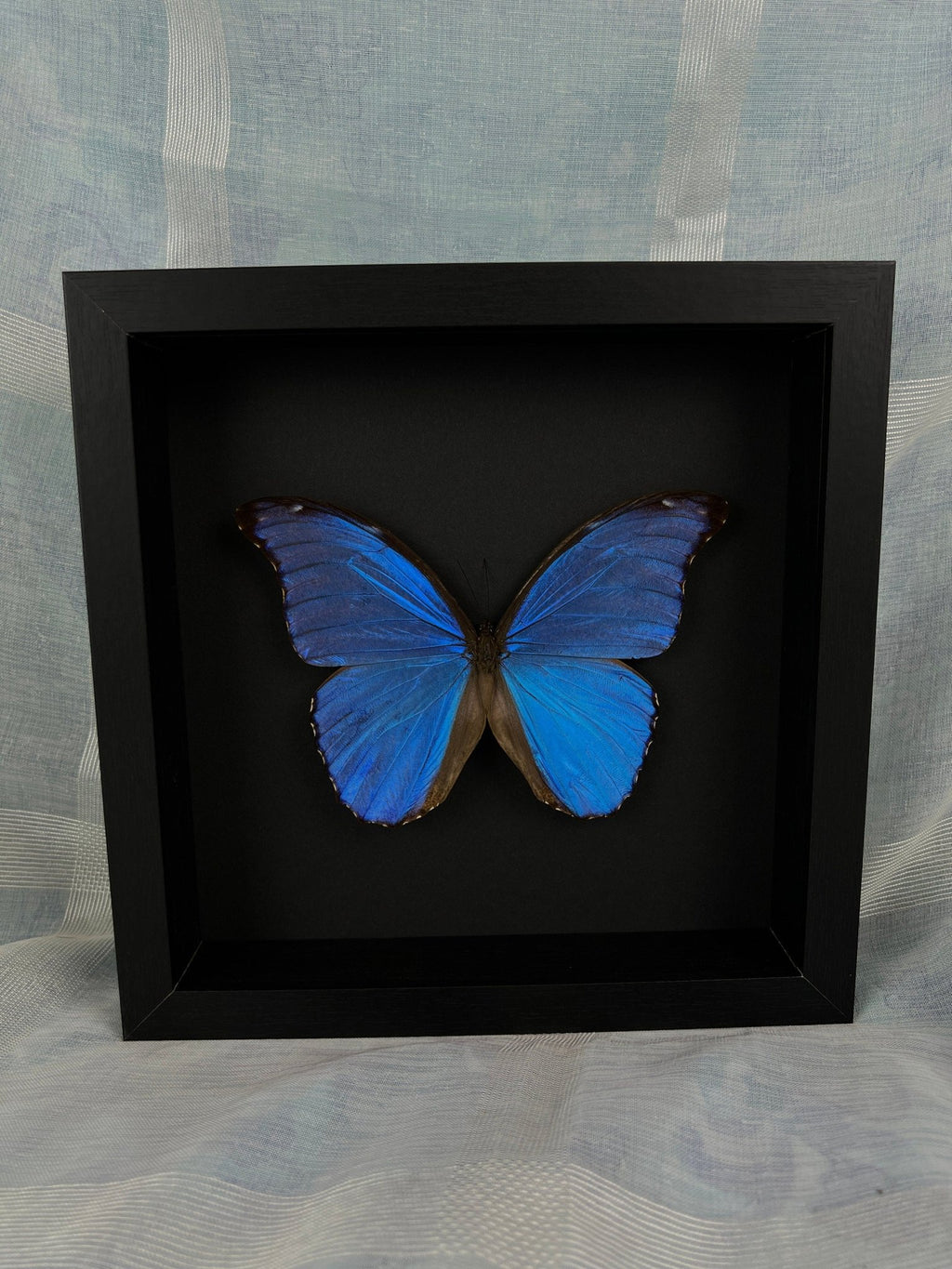 Morpho Didius in einem Rahmen von KEY LIME STORE