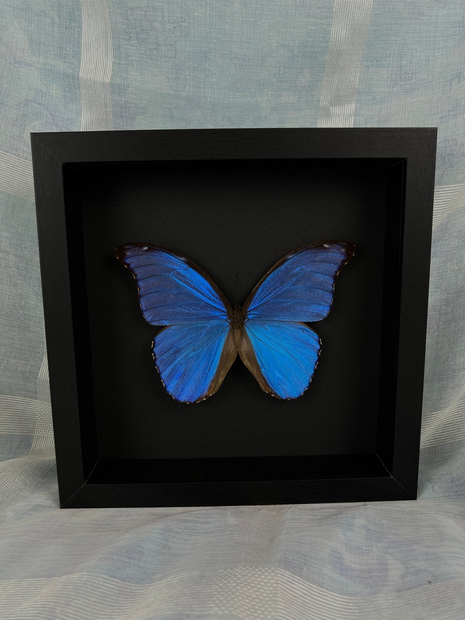 Morpho Didius in einem Rahmen von KEY LIME STORE