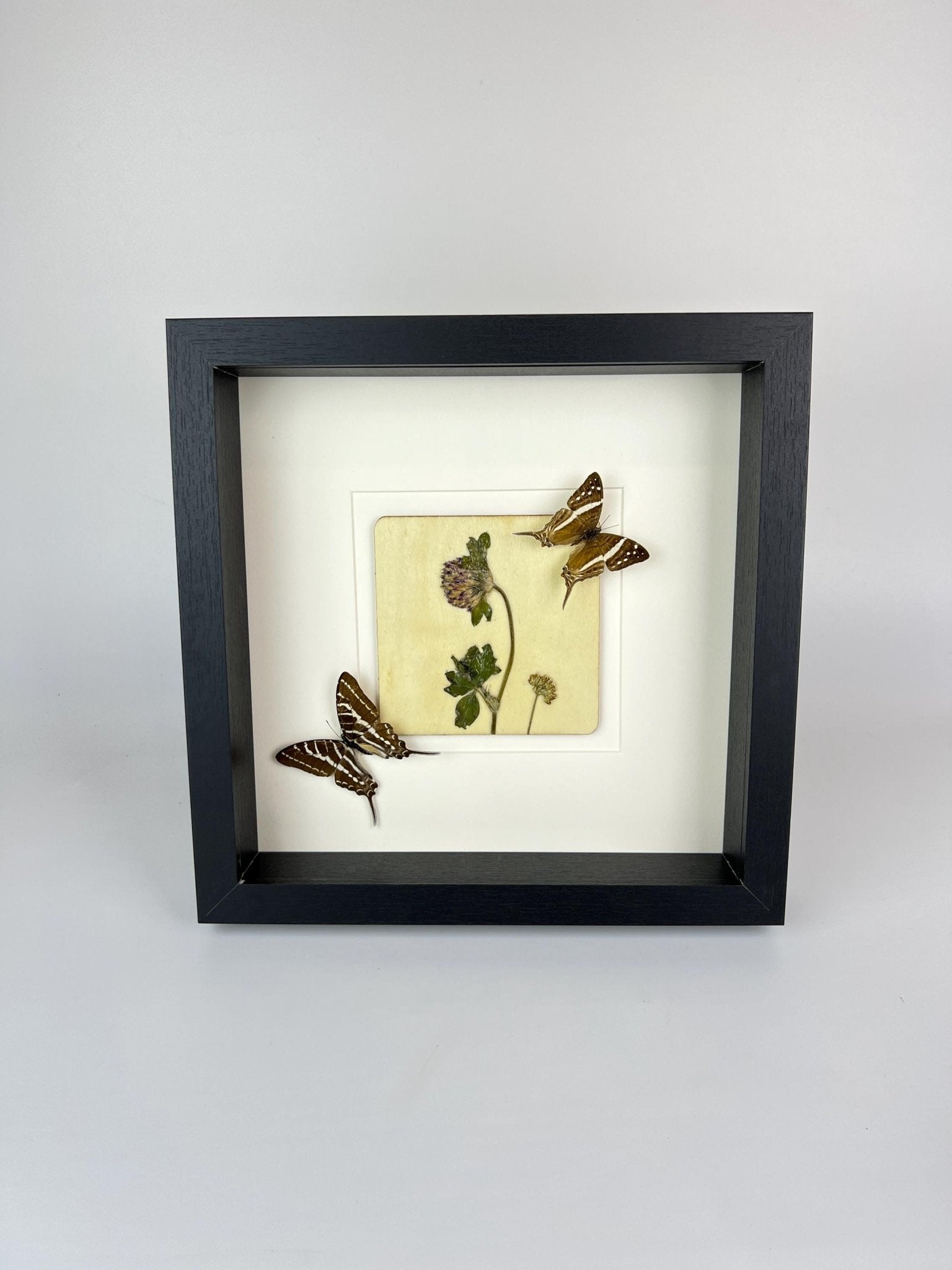 „Marpesia Crethon“ und „Graphium Aristeus“ mit Trockenblumen in einem Rahmen von KEY LIME STORE