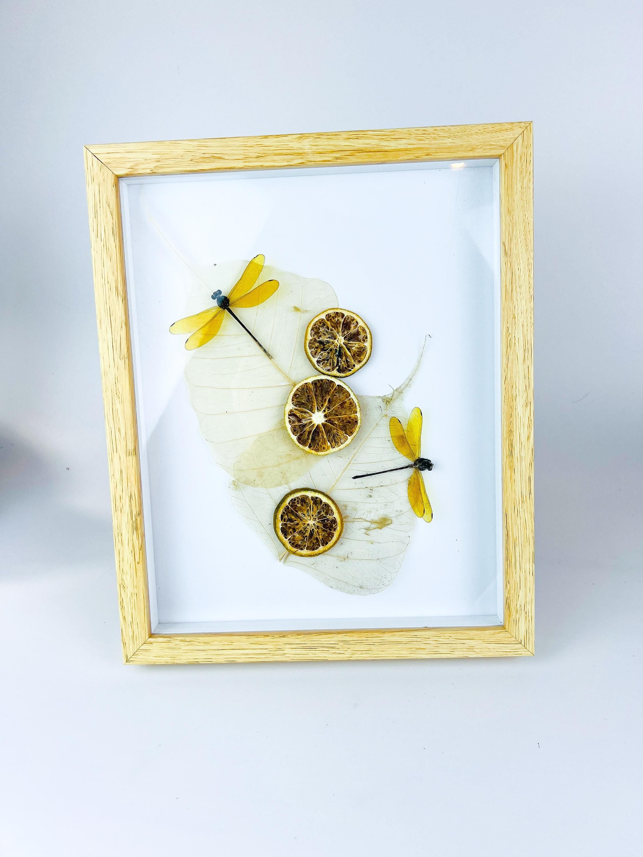 Libelle mit getrockneten Verzierungen in einem Rahmen