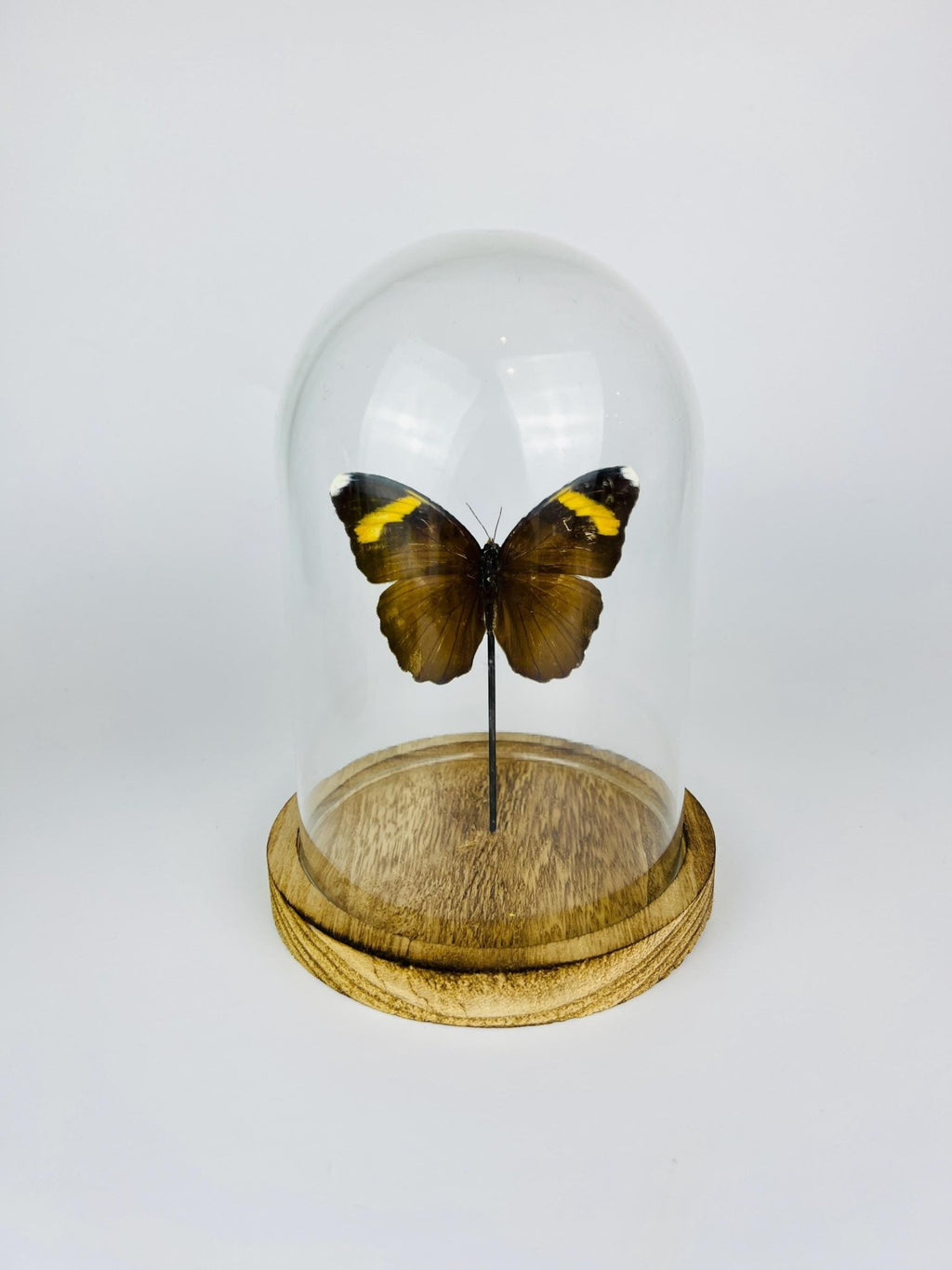 Euphaedra in einer Glasglocke von KEY LIME STORE