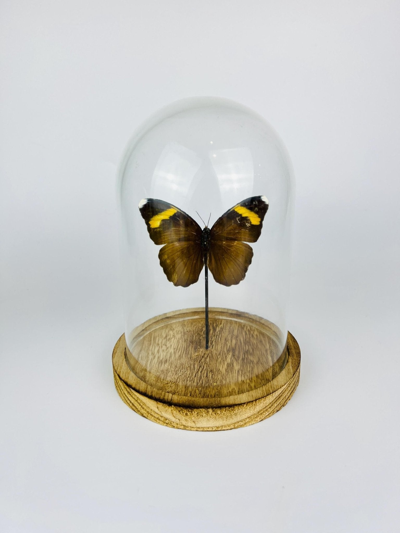 Euphaedra in einer Glasglocke von KEY LIME STORE