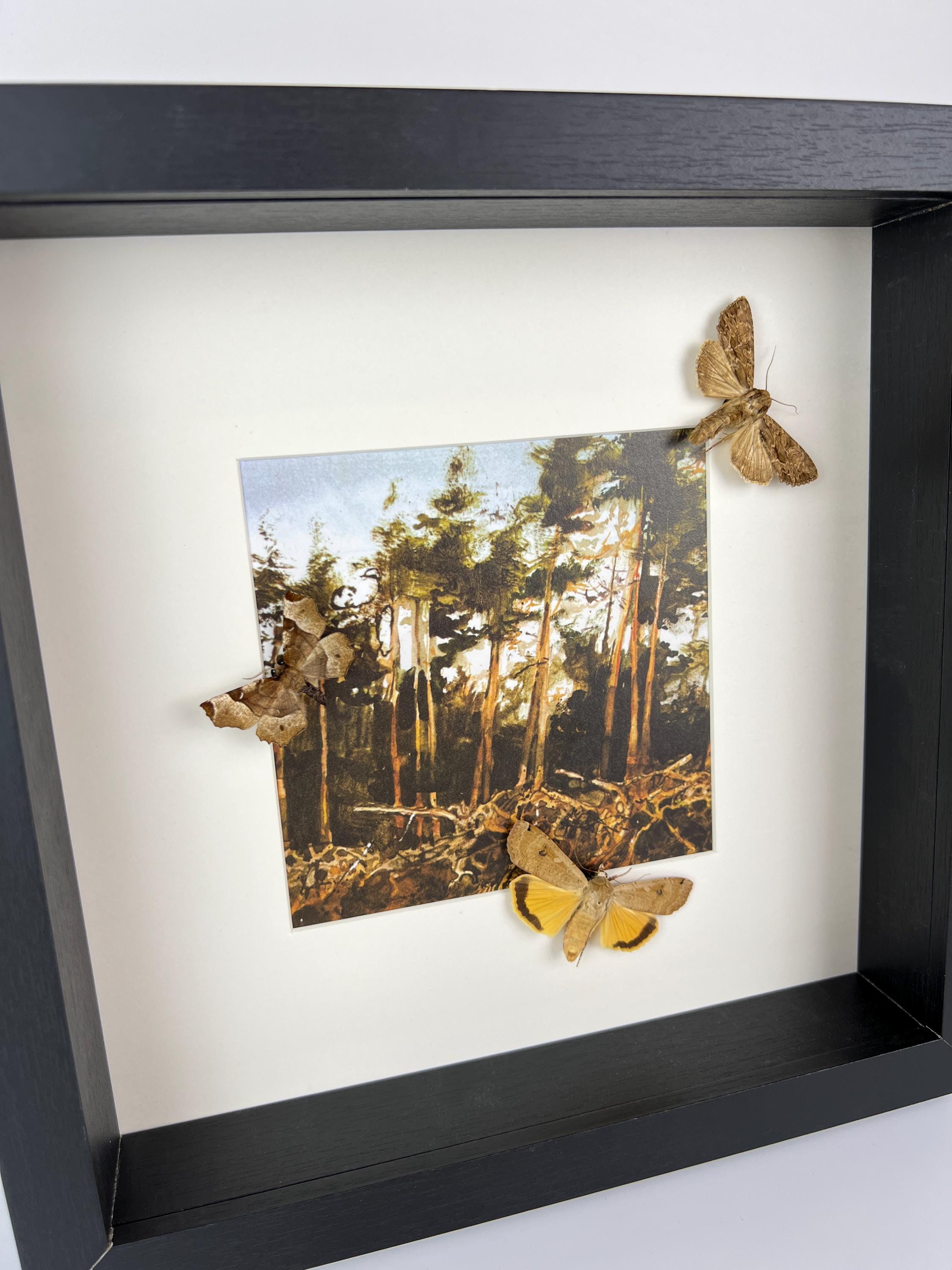 Motten auf Druck in einem Rahmen