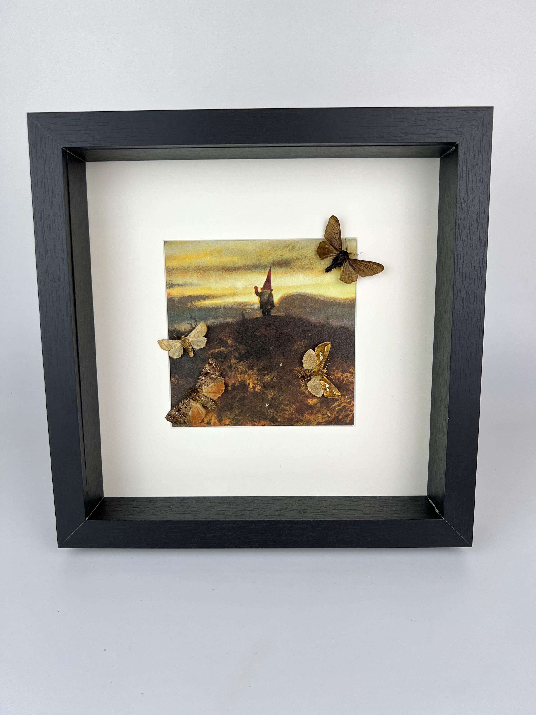 Motten en vlinders op print in lijst