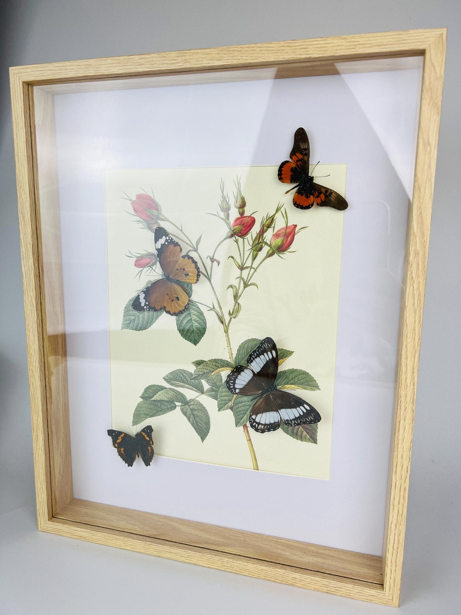Echte vlinders op botanische print in lijst by KEY LIME STORE