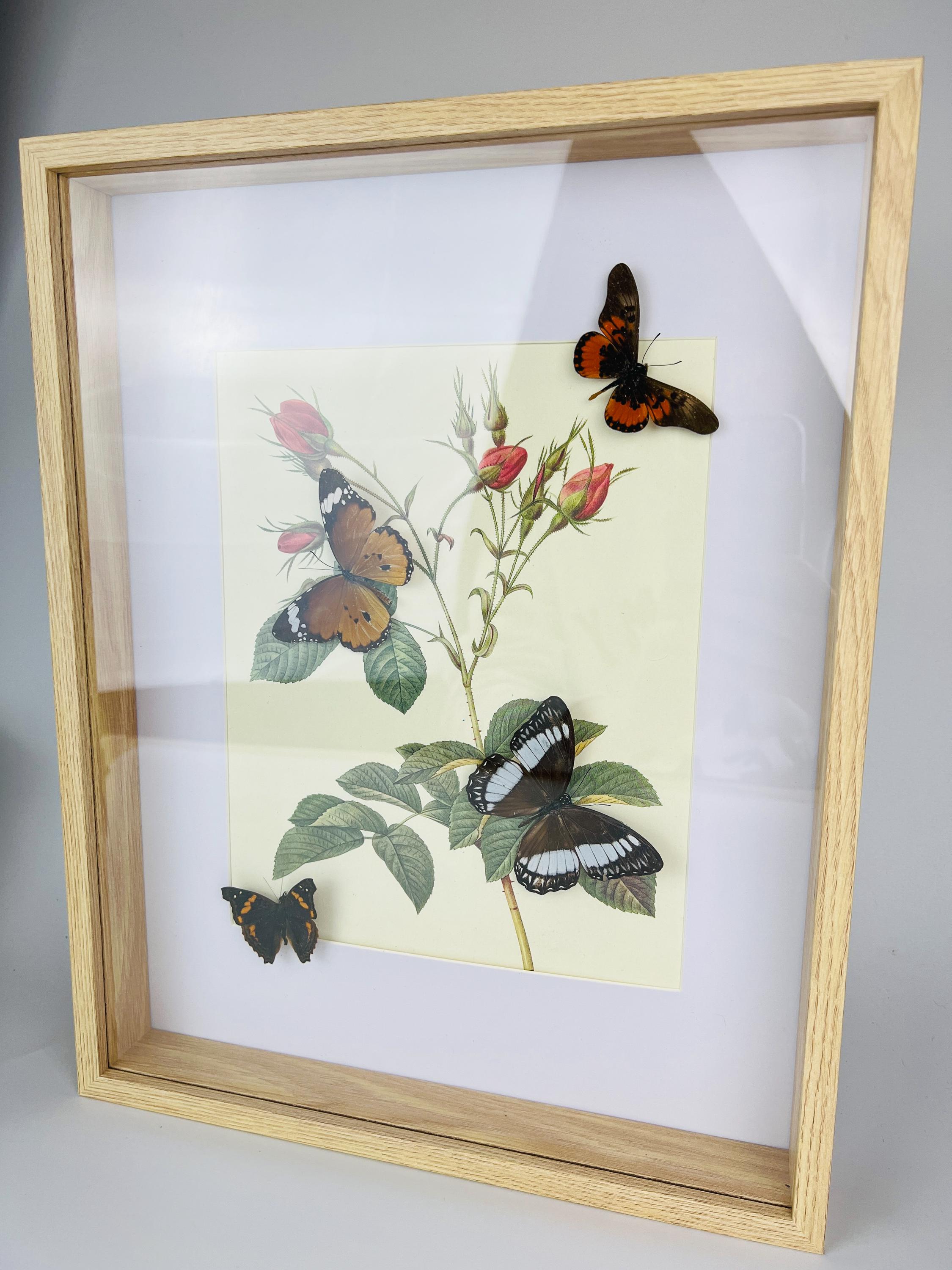 Echte Schmetterlinge auf botanischem Druck, gerahmt