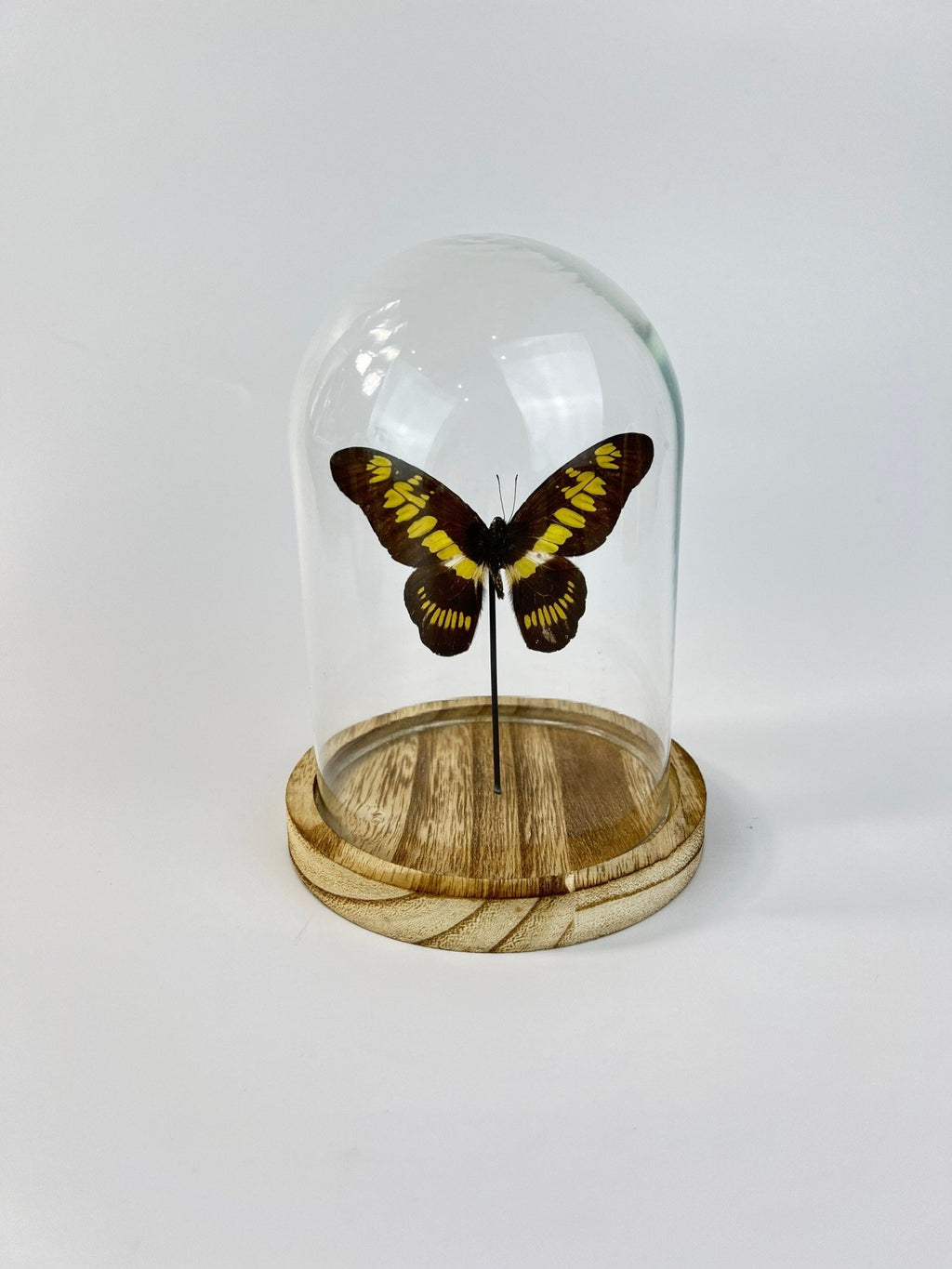 Graphium Latreillanus Theorini in einer Glasglocke von KEY LIME STORE