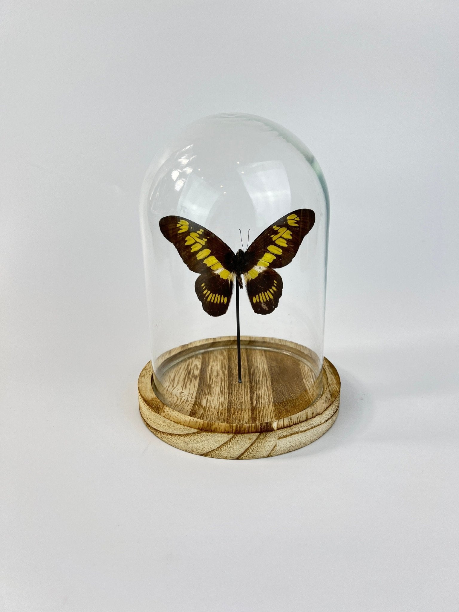 Graphium Latreillanus Theorini in einer Glasglocke von KEY LIME STORE