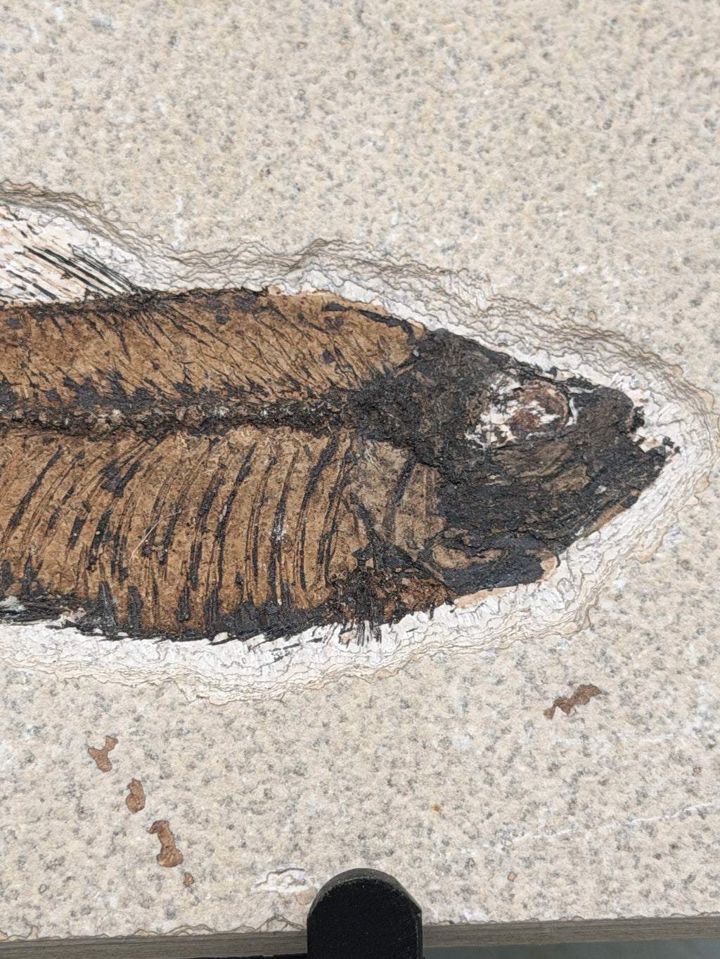 a fossilized fish with a dark, textured appearance, likely a type of ancient marine creature.