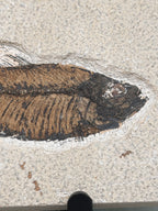 a fossilized fish with a dark, textured appearance, likely a type of ancient marine creature.