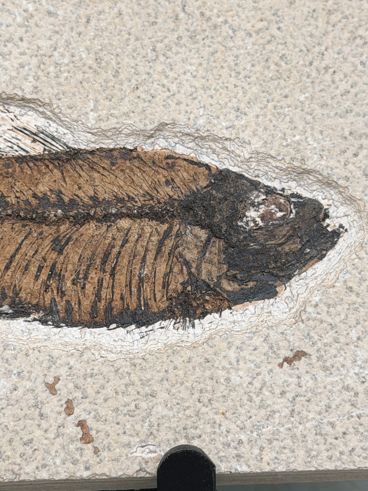 a fossilized fish with a dark, textured appearance, likely a type of ancient marine creature.