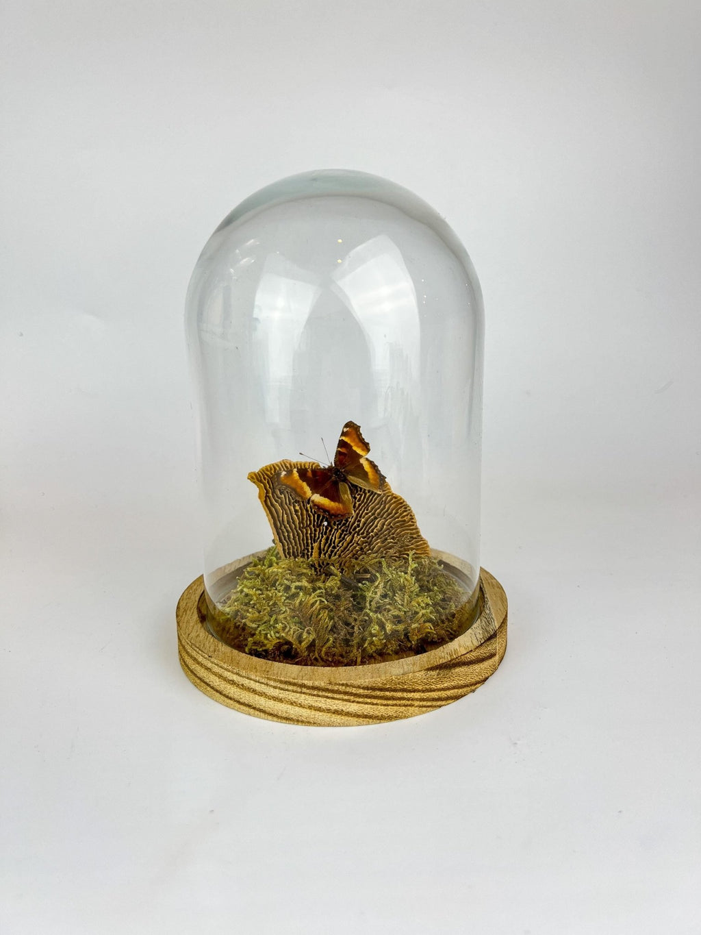Aglais Milberti in einer Glasglocke von KEY LIME STORE