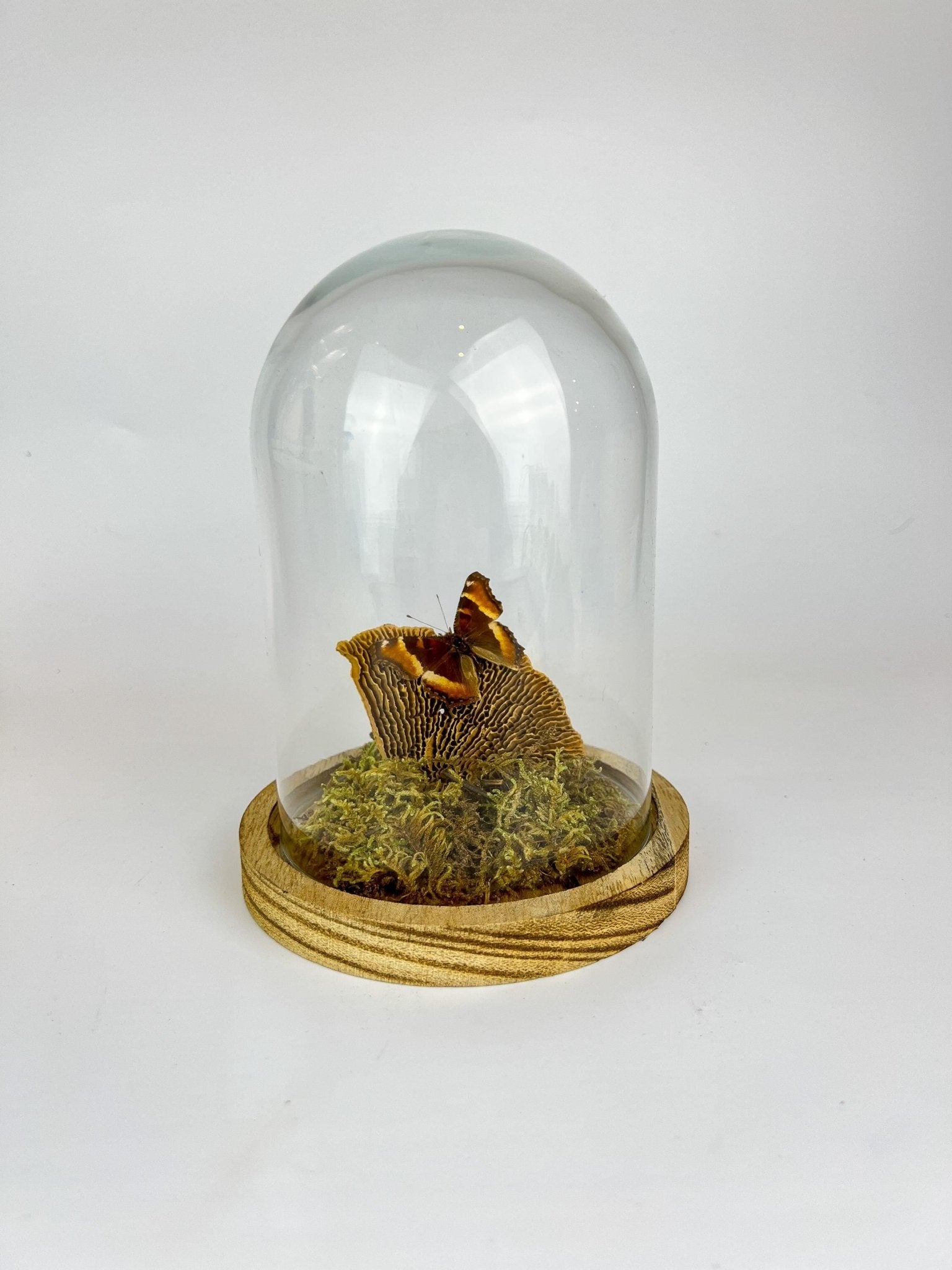 Aglais Milberti in stolp by KEY LIME STORE